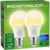Wachstumslicht von Briignite