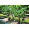 Winterharte Palme 'Geminisectus' von CSL