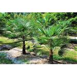 Csl sunrise Winterharte Palme 'Geminisectus'