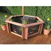 Lily von Clear View Garden Aquarium
