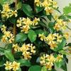 Sterjasmin Gelb von ClematisOnline