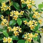 Clematisonline Sterjasmin Gelb