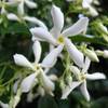 Sternjasmin von ClematisOnline