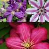 Clematis Kletterplanzen Mix von ClematisOnline