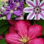 Clematisonline Clematis Kletterplanzen Mix
