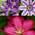Clematis Kletterplanzen Mix von ClematisOnline
