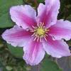 Clematis Piilu von ClematisOnline