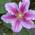 Clematis Piilu von ClematisOnline