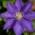 Clematis The President von ClematisOnline