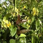 Clematisonline Geissblatt 'Henryi'