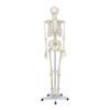 Skelett Anatomisches Modell von Elementary Anatomy
