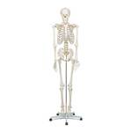 Elementary Anatomy Skelett Anatomisches Modell