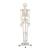 Elementary Anatomy Skelett Anatomisches Modell