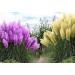 Csl sunrise Amerikanisches Pampasgras