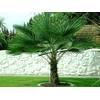 Winterharte Palme 'Wagnerianus' von CSL