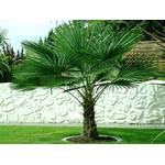 Csl sunrise Winterharte Palme 'Wagnerianus'