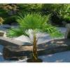 Hybrid Hanfpalme von CSL Sunrise