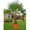 Trachycarpus Fortunei Wagnerianus von CSL Sunrise