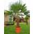 Csl Sunrise Gmbh Trachycarpus Fortunei Wagnerianus