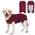 Hundebody nach OP von Cyponpy