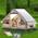 Campingzelt mit Vordach von Dancoom