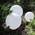 Marla Solar Gartenlampe von Dapo