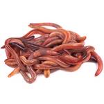 Dawurmbauer Kompostwürmer