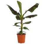 Dehner Banane Dwarf Cavendish