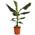 Banane Dwarf Cavendish von Dehner