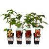 Himbeere 4er Set von Dehner
