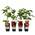 Himbeere 4er Set von Dehner