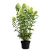 Rispen-Hortensie Limelight von Dehner