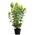 Rispen-Hortensie Limelight von Dehner