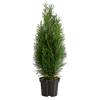 Thuja Smaragd von Dehner