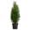 Thuja Smaragd von Dehner