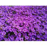 Lacatho Blaukissen Samen