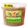 Mehlwürmer von Detox Organica