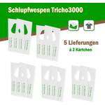 Der Mottenshop Schlupfwespen gegen Kleidermotten