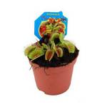 Dionaea Venusfliegenfalle