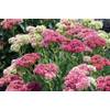 Sedum-Samen Wildform von Dixis Samen