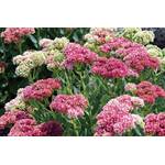 Dixis Samen Sedum-Samen Wildform