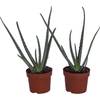 Echte Aloe vera 891992 von Dominik Blumen und Pflanzen