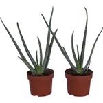 Dominik Blumen und Pflanzen Echte Aloe vera