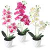 Orchidee von Dremisland