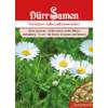 Wiesen-Gänseblümchen von Dürr-Samen