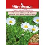 Dürr-Samen Wiesen-Gänseblümchen