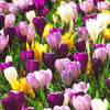 50 Exklusive Blumenzwiebeln von DUTCH BULBS
