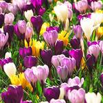 Dutch Bulbs 50 Exklusive Blumenzwiebeln
