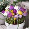 Riesen Krokusse von DUTCH BULBS