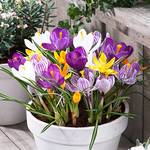 Dutch Bulbs Exclusive Plants from Holland Riesen Krokusse